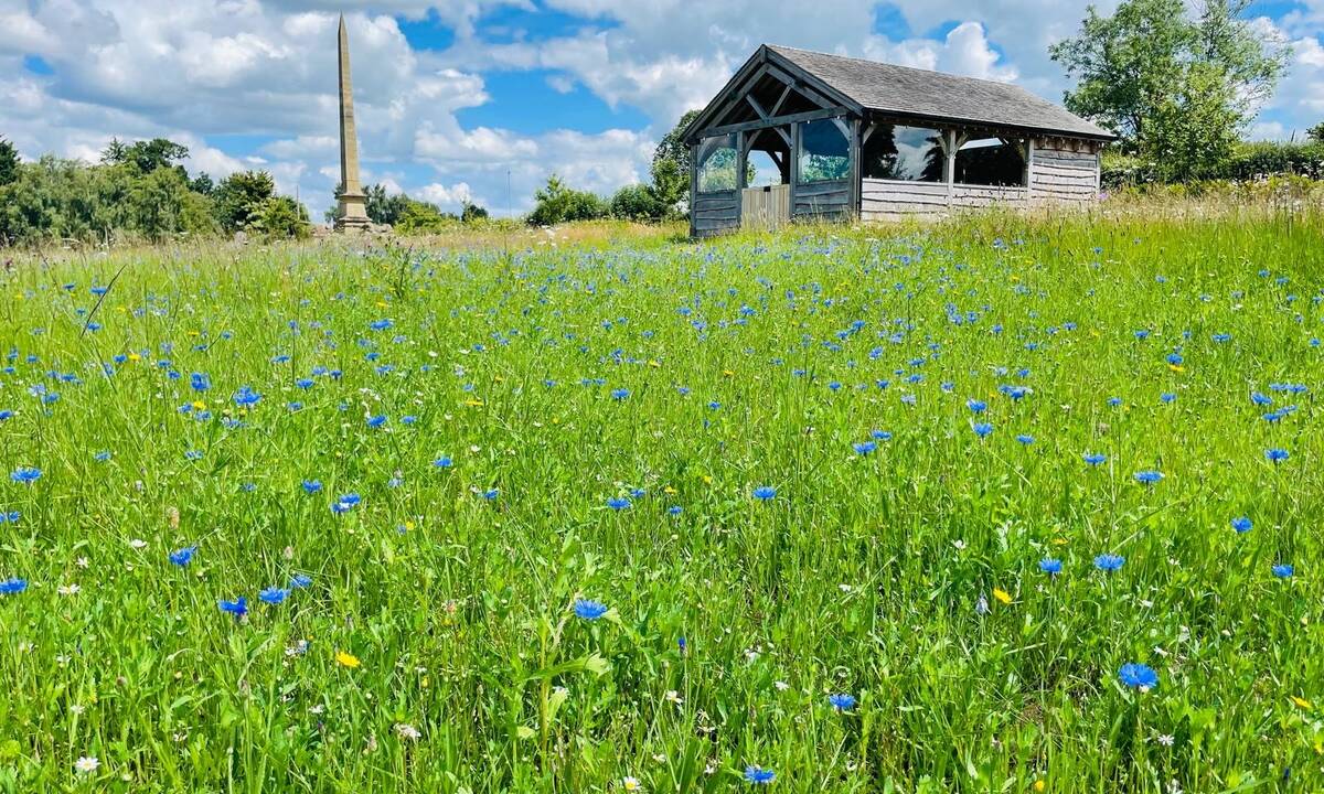 Monument Meadow cornflowers