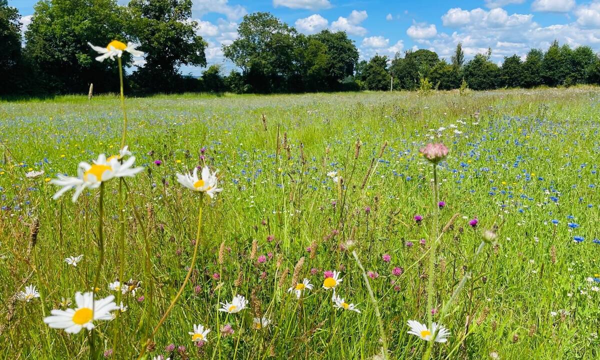 Daisies in Monument Meadow Natural Burial Ground